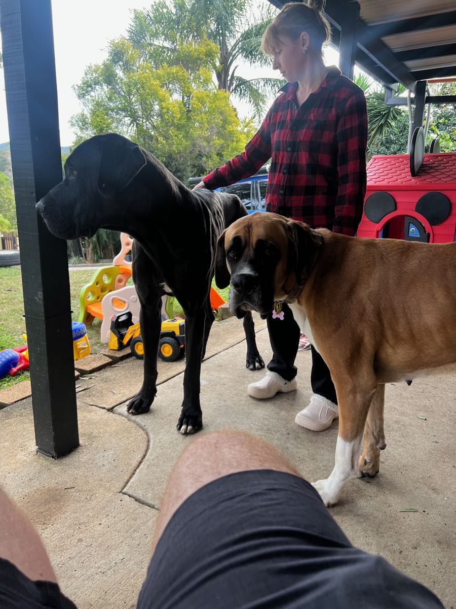 Taco and Goose, the family Great Danes